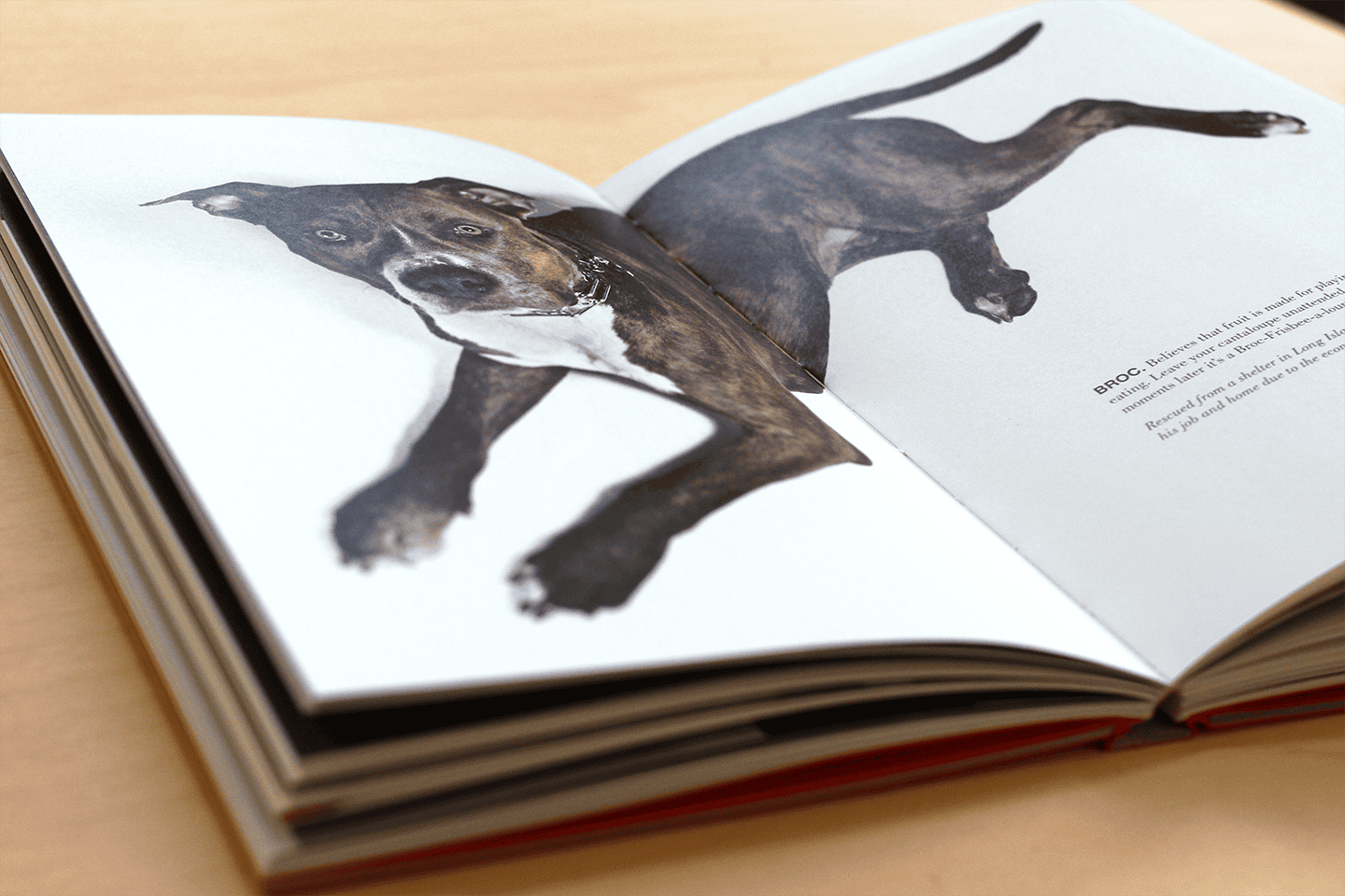 41Spread_Broc