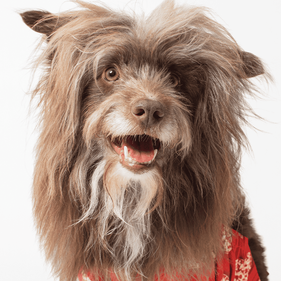 Bagel_Bites_DogsGlamour_Headshot