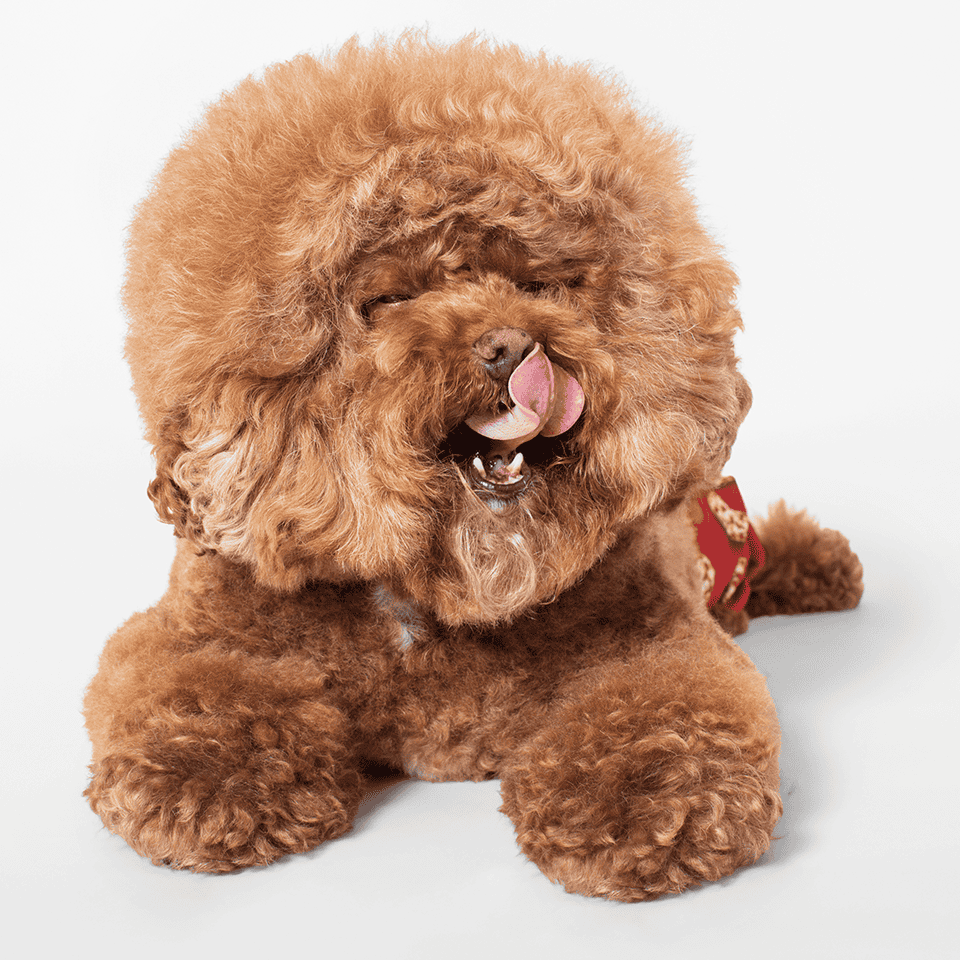 Bagel_Bites_DogsGlamour_Tounge