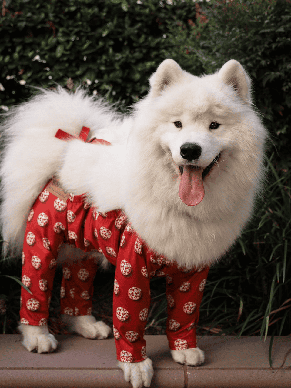 Bagel_Bites_DogsSocial_B