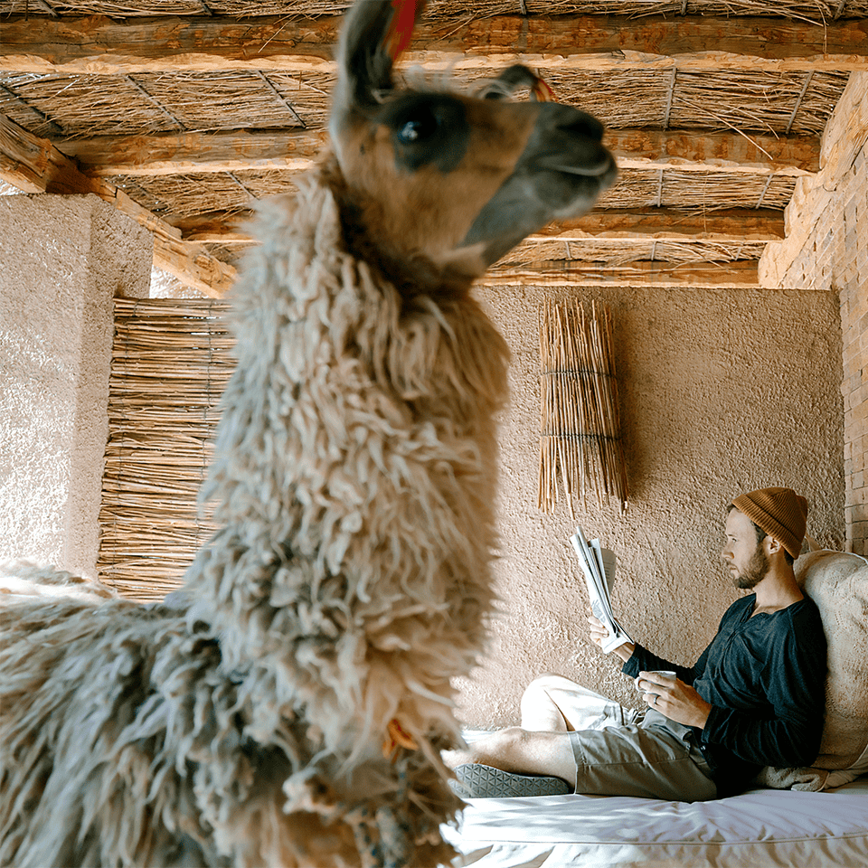 SapphirePatagonia_960_Llama